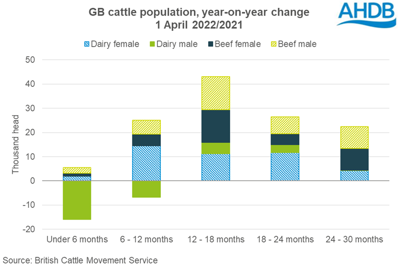 Graph showing year-on-year change at 1 April 22 in GB cattle population by age and type